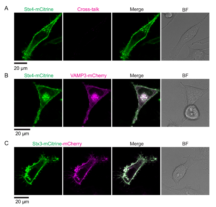 figure-results-2 Confocal microscopy images displaying protein co-localization using fluorescence markers and merge analysis.