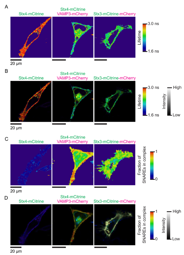 figure-results-3 Fluorescence microscopy diagram; SNARE protein interactions via lifetime imaging; VAMP3-mCherry, Stx-mCitrine analysis; 20 μm scale.