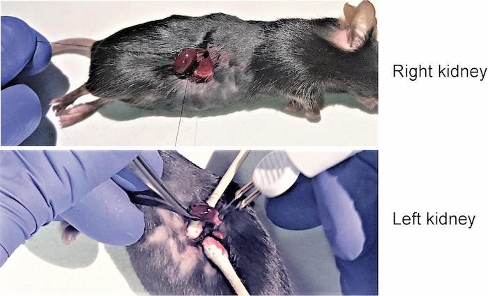 Mouse kidney surgery diagram, dissection tools, biomedical research, organ transplantation.