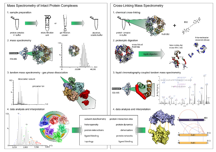 figure-results-1 Mass spectrometry diagram for intact proteins and cross-linking; ESI-MS process, data analysis detailed.