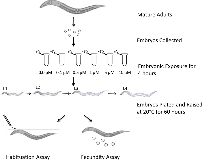 C. elegans embryonic exposure diagram; concentration assay; developmental stages; behavioral studies.