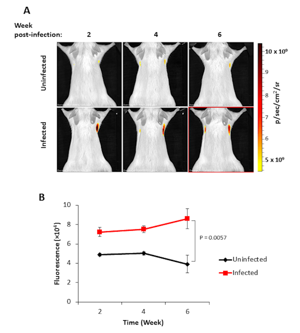 Fluorescence imaging and graph of infection progression in mice over six weeks; includes P value.