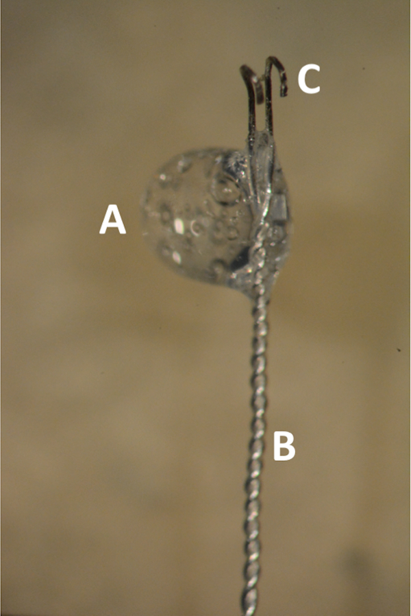 figure-results-1 Microscope image of aquatic plant suction trap mechanism labeled A, B, C for fluid dynamics study.