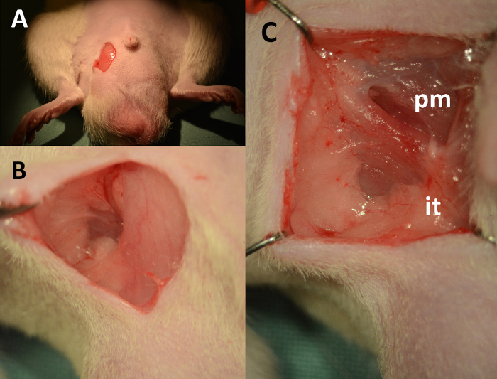 figure-results-2 Surgical incision procedure, experimental setup on rodent for anatomical study and tissue examination.