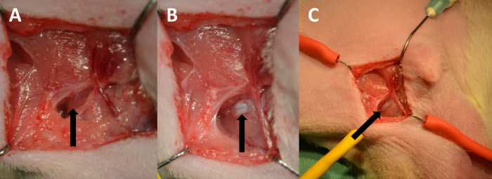 figure-results-3 Surgical procedure on tissue with nerve stimulation setup; electrophysiological response analysis.