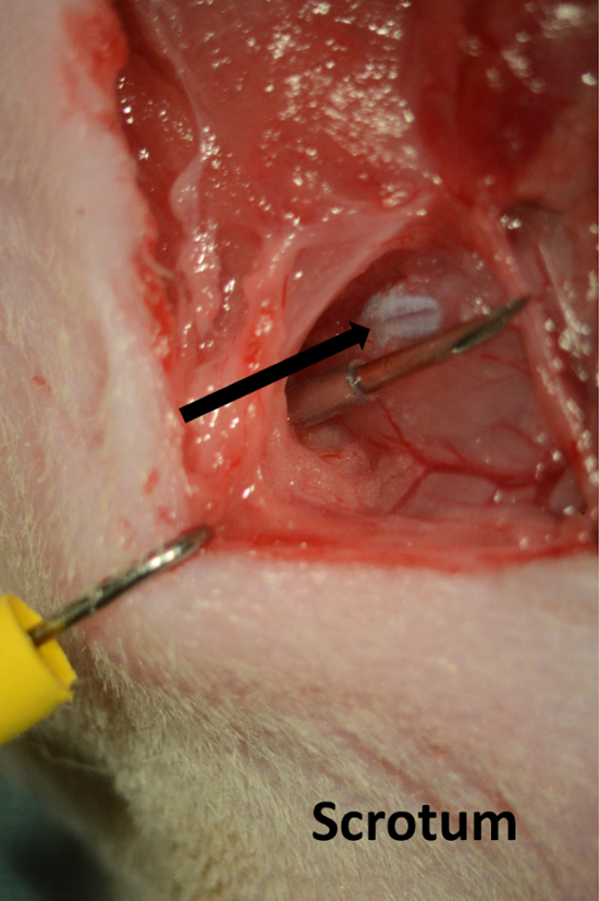 figure-results-4 Surgical dissection of scrotum in mammals; anatomical study of reproductive organs; tissue exposure.
