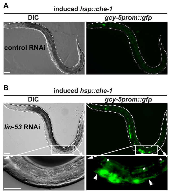 RNAi experiment on _C. elegans_: DIC and GFP fluorescence in hsp::che-1 induction, gene expression analysis.