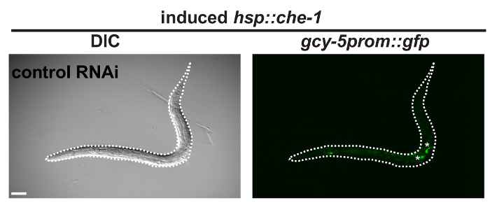C. elegans gene expression, DIC and GFP fluorescence imaging, RNAi experiment, neuronal activity study.