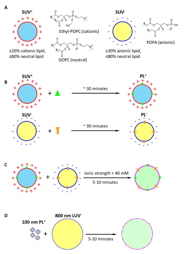 figure-results-1 Lipid interaction process diagram with cationic, anionic mechanisms, chemical structures, fusion steps.