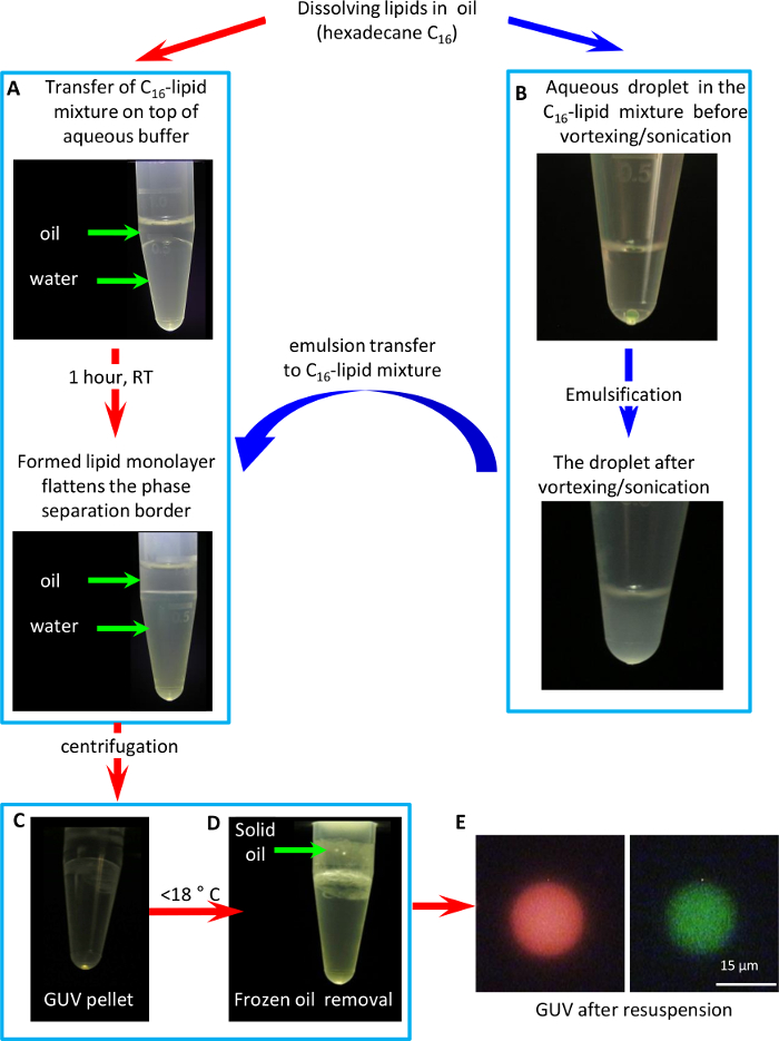 figure-results-2 Lipid emulsion process diagram with C16-lipid mixture, emulsification, centrifugation, GUV results.