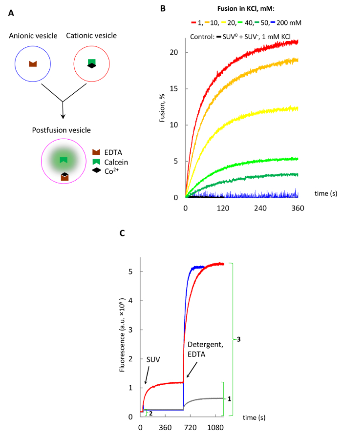 figure-results-3 Vesicle fusion process diagram and fluorescence graph; KCl effect on fusion, EDTA role analyzed.