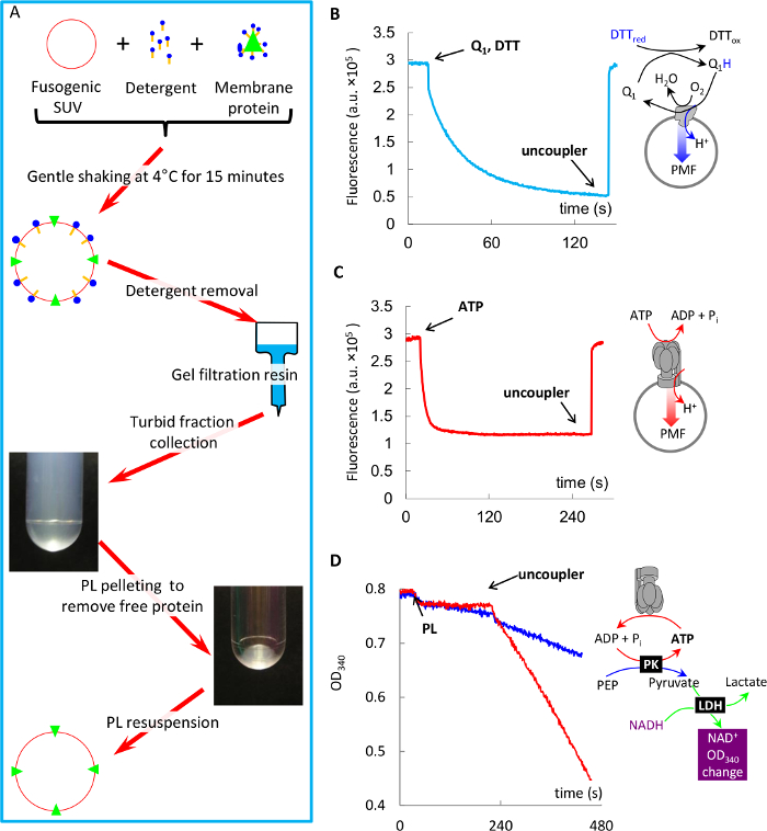 figure-results-4 Liposome formation and fluorescence assay with membrane proteins. Diagram and graph in scientific study.