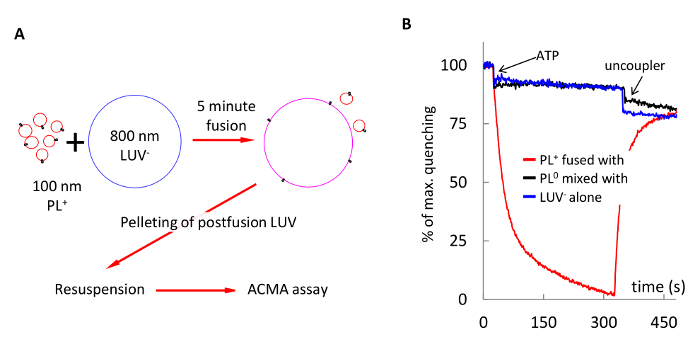 figure-results-6 Membrane fusion diagram and quenching graph showing lipid vesicle fusion process and ACMA assay results.