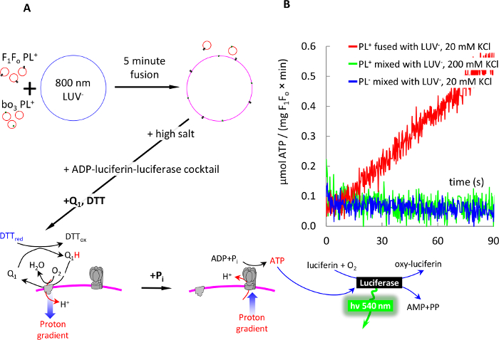 figure-results-7 ATP synthesis via proton gradient in liposomes; diagram and graph of luciferase experiment results.