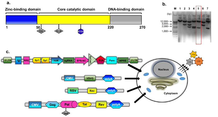 figure-introduction-1 Gene editing; zinc-binding, catalytic, DNA-binding domains; gel electrophoresis, plasmid diagram.