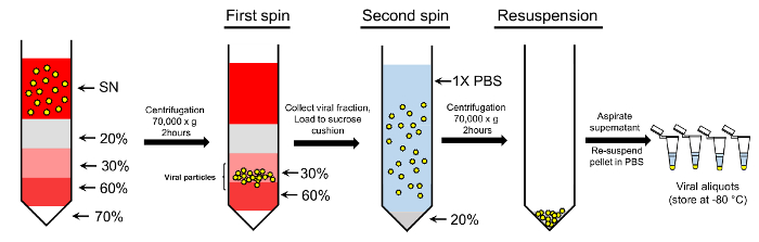 Viral purification diagram showing centrifugation, sucrose gradient, and PBS resuspension steps.