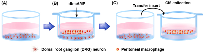 DRG neuron and macrophage co-culture diagram; db-cAMP treatment; cellular interaction study.