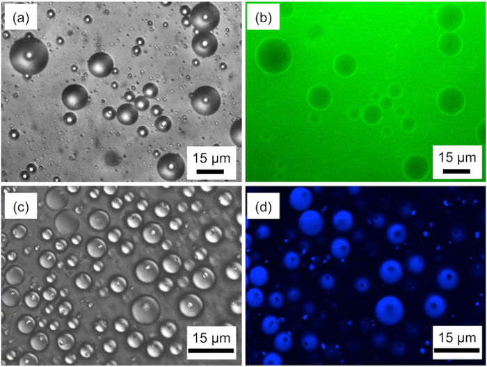 figure-results-1 Microscopy image of emulsions in brightfield and fluorescence for particle analysis, scale 15 μm.
