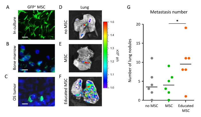 A Preclinical Mouse Model of Osteosarcoma to Define the Extracellular ...