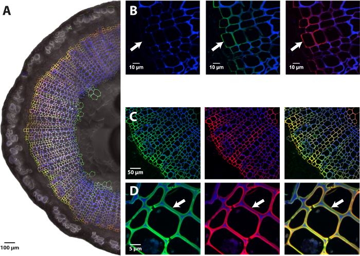figure-results-1 Cross-section microscopy of plant stem showing cellular detail; fluorescence imaging, cell walls highlighted.