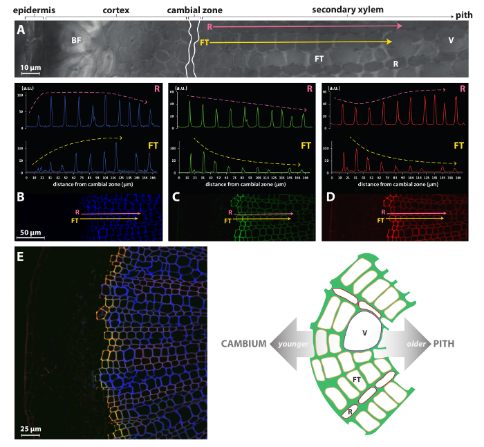 figure-results-2 Microscopy images and graphs of cambial zone analysis, showing fluorescence trends and cell patterns.