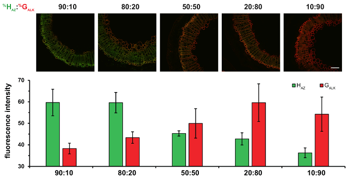 figure-results-3 Microscopy fluorescence study with H_AZ:G_ALK ratio; fluorescence intensity bar graph results.