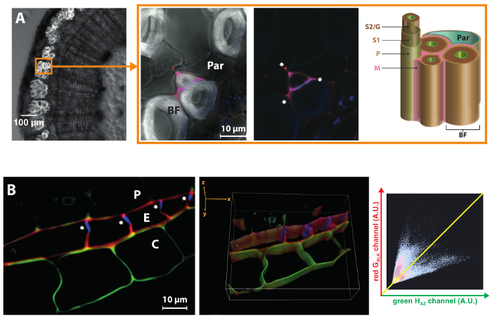 figure-results-4 Fluorescence microscopy of plant cell structure, diagram, and analysis; highlights absorption/emission.