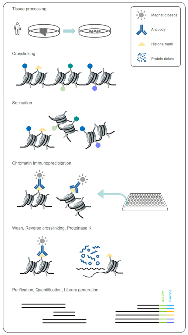 figure-results-1 Chromatin immunoprecipitation diagram: tissue processing, crosslinking, sonication, purification.