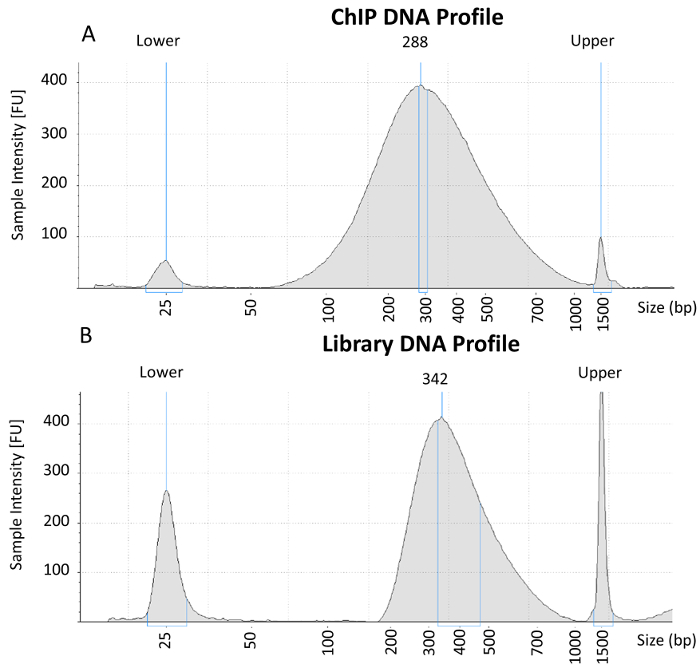 figure-results-2 DNA profile analysis; gel electrophoresis results, size markers; library vs ChIP sequencing data.