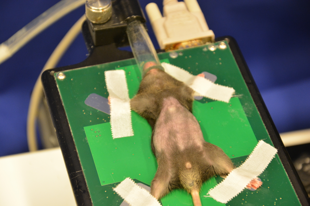 Utilizing High Resolution Ultrasound to Monitor Tumor Onset and Growth ...