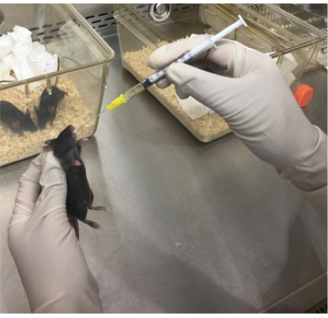 実験室でのマウス注射セットアップ,注射器投与,生物医学研究実験。