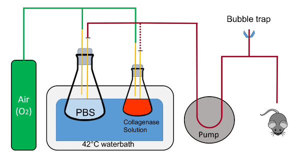 figure-results-1 Collagenase digestion setup diagram: PBS, collagenase in water bath, air pump, bubble trap, mouse.