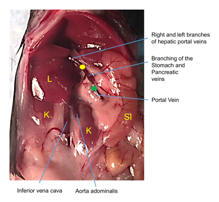 figure-results-3 Dissection diagram of mammalian portal vein and liver anatomy, highlighting veins and aorta.