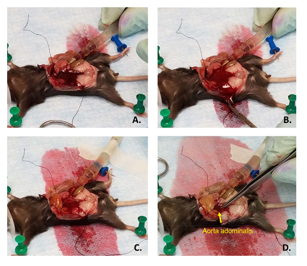 figure-results-5 Rat surgery sequence showing abdominal aorta catheterization for experimental blood sampling.