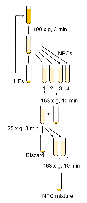 figure-results-6 Cell fractionation diagram; centrifugation process for NPC isolation, showing steps and RPM settings.