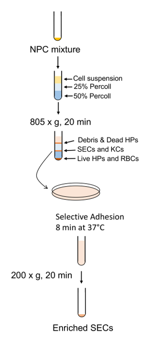 figure-results-7 NPC mixture centrifugation diagram: selective adhesion for SEC enrichment, percoll density gradient.
