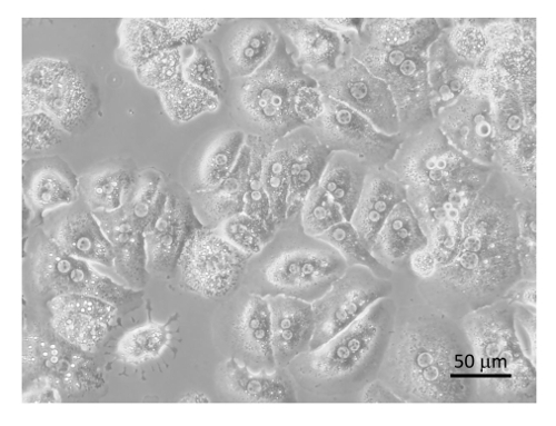 figure-results-8 Cellular structure detail, microscope image, biological sample, 50 μm scale.