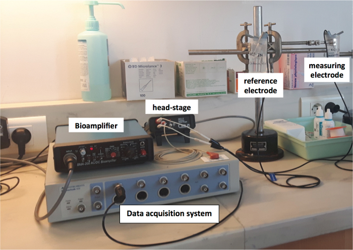 Electrophysiology setup with bioamplifier, electrodes, and data acquisition for neural signal analysis.