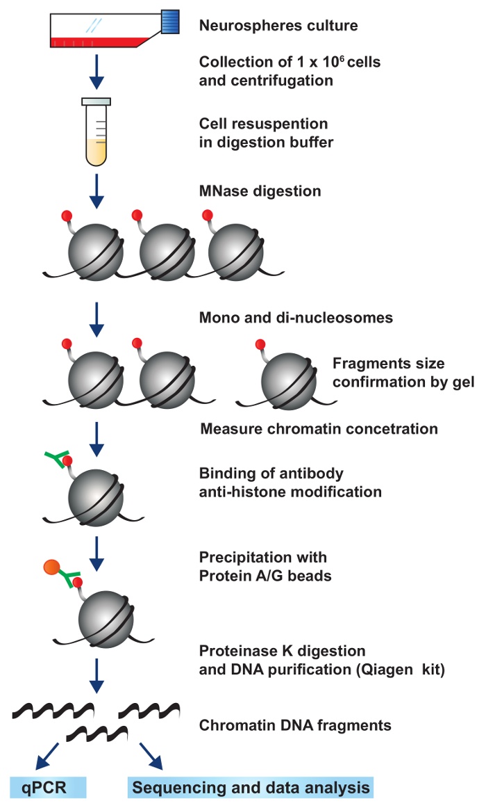 Chromatin Immunoprecipitation Diagram