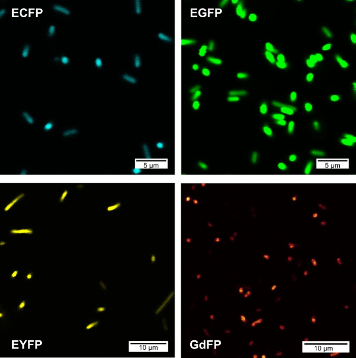 Fluorescent protein visualization; ECFP, EGFP, EYFP, GdFP; microscopy image; cellular imaging.