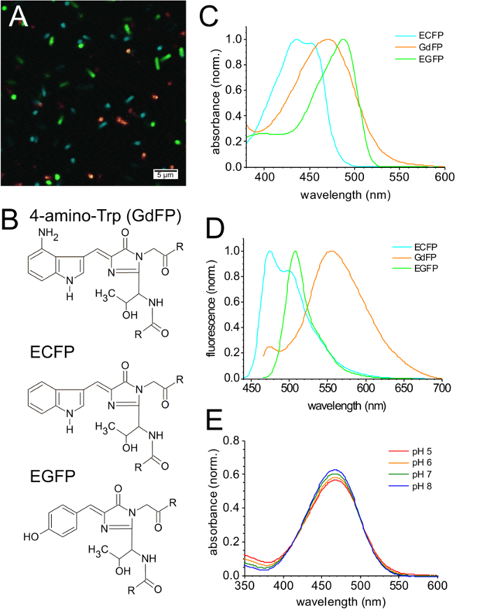 Fluorescent proteins analysis; absorption, fluorescence spectra, diagrams, molecular structures.
