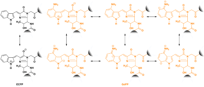 Fluorescent protein chromophore structures; chemical equilibrium diagram; protein fluorescence study.