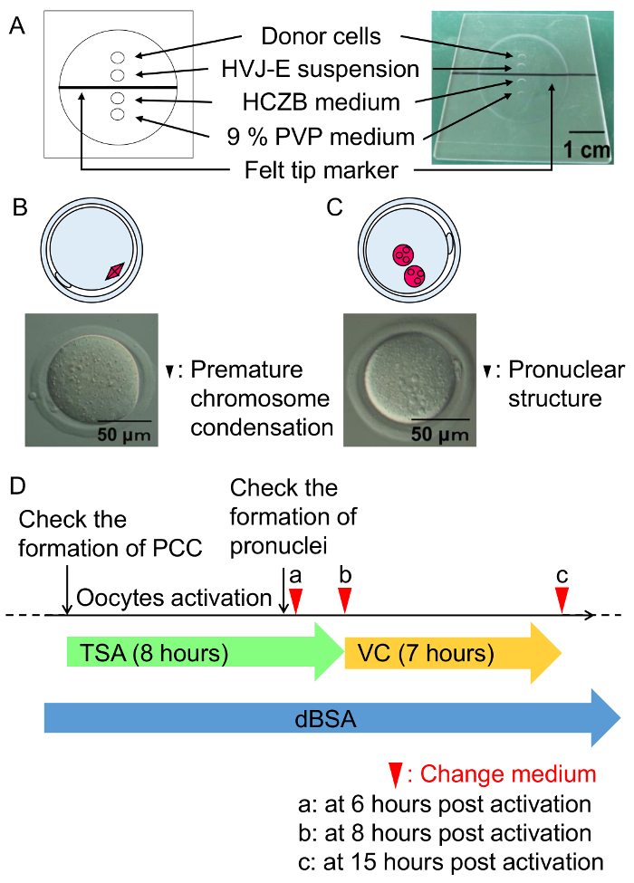 Premature chromosome condensation and pronuclear formation process; diagram, microscopy images.