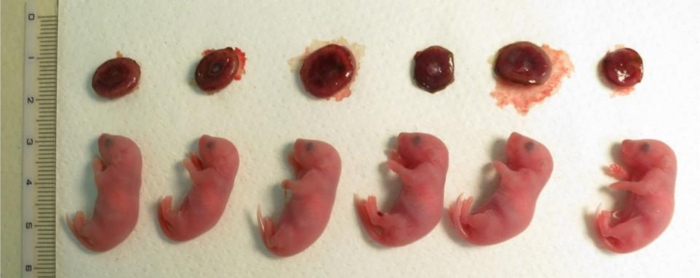 Embryonic development stages; rodent embryos, placentas; developmental biology experiment.