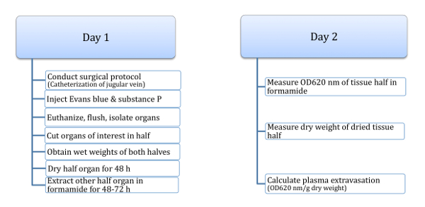 Organ isolation workflow; surgical protocol, organ preparation, plasma extravasation result diagram.