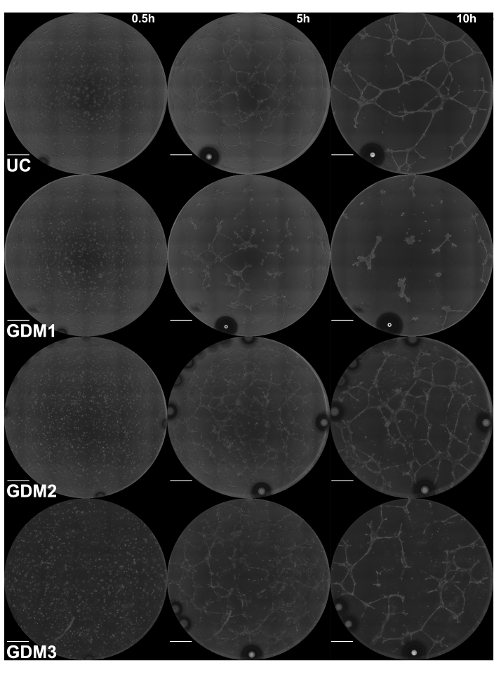 figure-results-3 Time-lapse microscopy images of bacterial growth patterns in petri dishes over 10 hours.