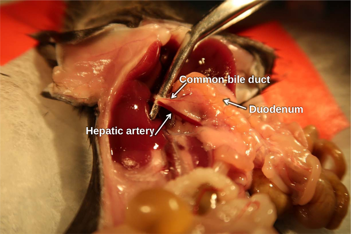 Fish anatomy dissection showing hepatic artery, common bile duct, and duodenum labeled for study.