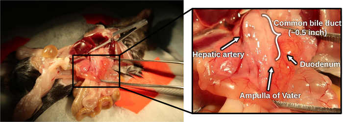Rat dissection diagram, highlighting hepatic artery and common bile duct near duodenum for study.