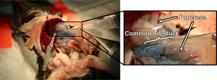 Dissection diagram highlighting pancreas and bile duct in avian anatomy study for educational use.