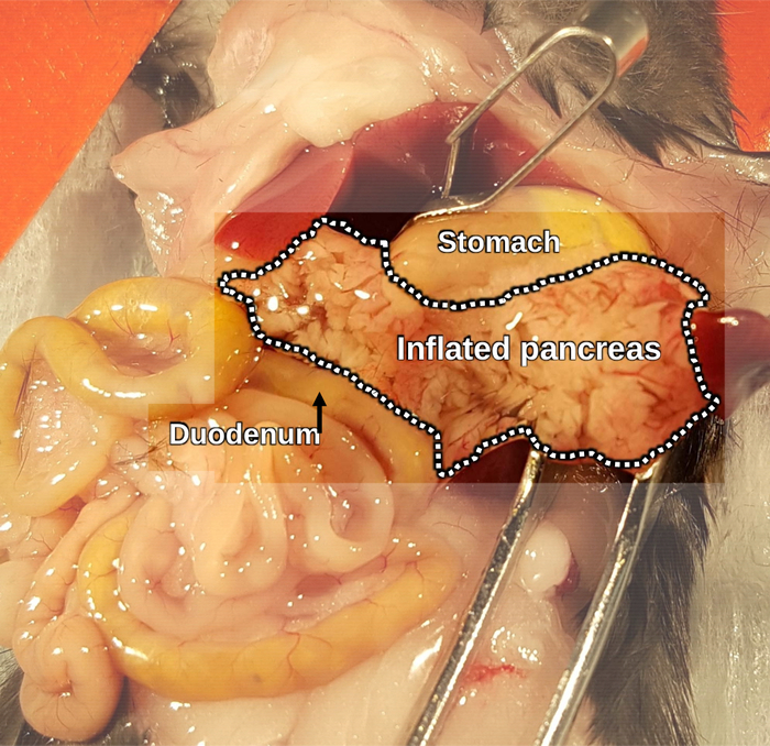 Rat pancreas anatomy with duodenum and stomach; dissection diagram for biological study.